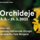 Výstava asijských orchidejí v Botanické zahradě Praha
